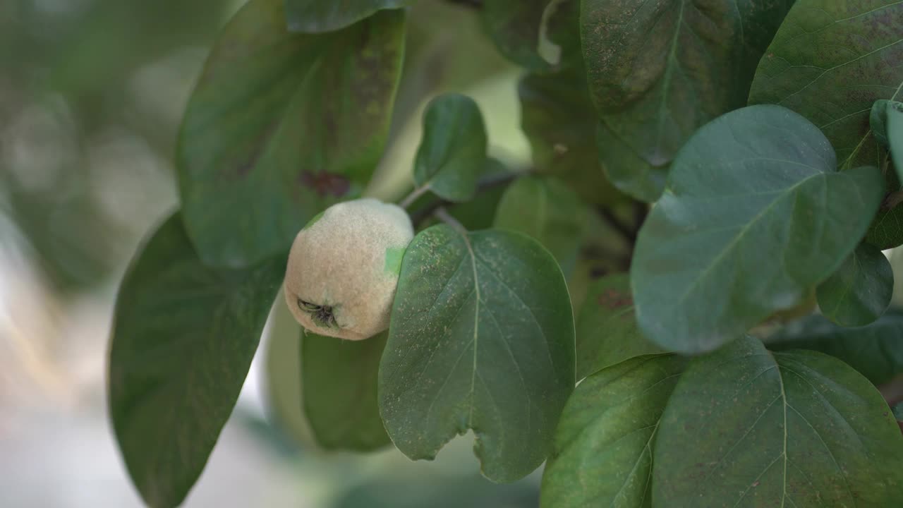 花植物叶子上视频素材