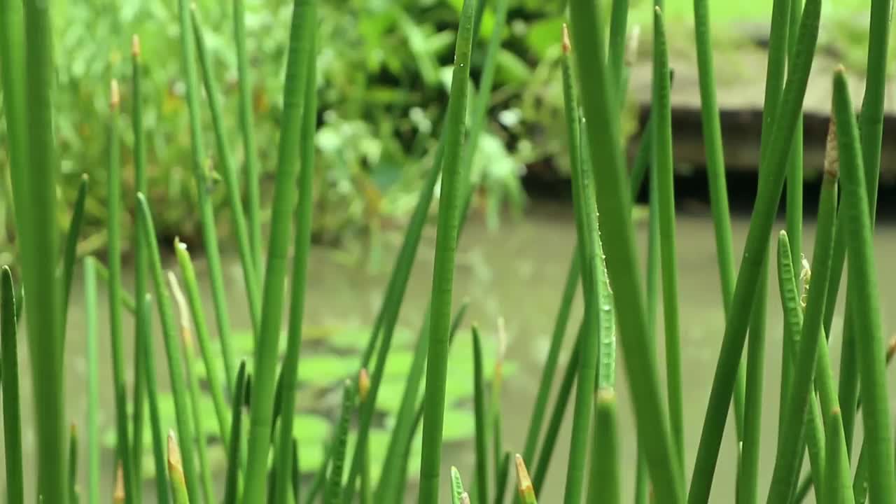 被风吹过的植物生长在湖边视频素材