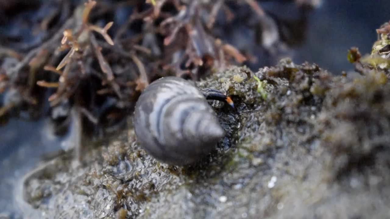 寄居蟹在水下行走视频素材