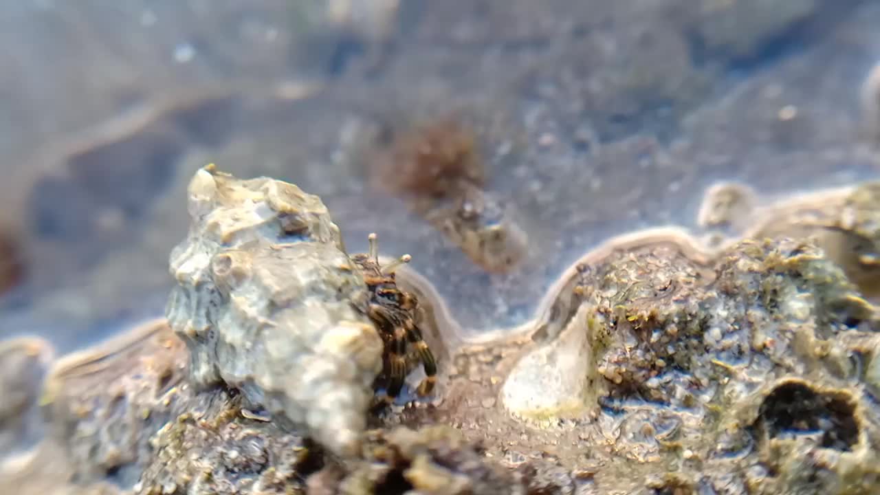 寄居蟹在水下行走视频素材