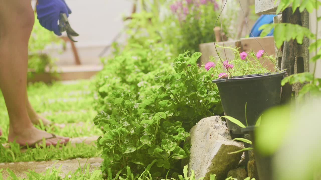 亚洲女人园艺你的植物和花在室外。视频素材