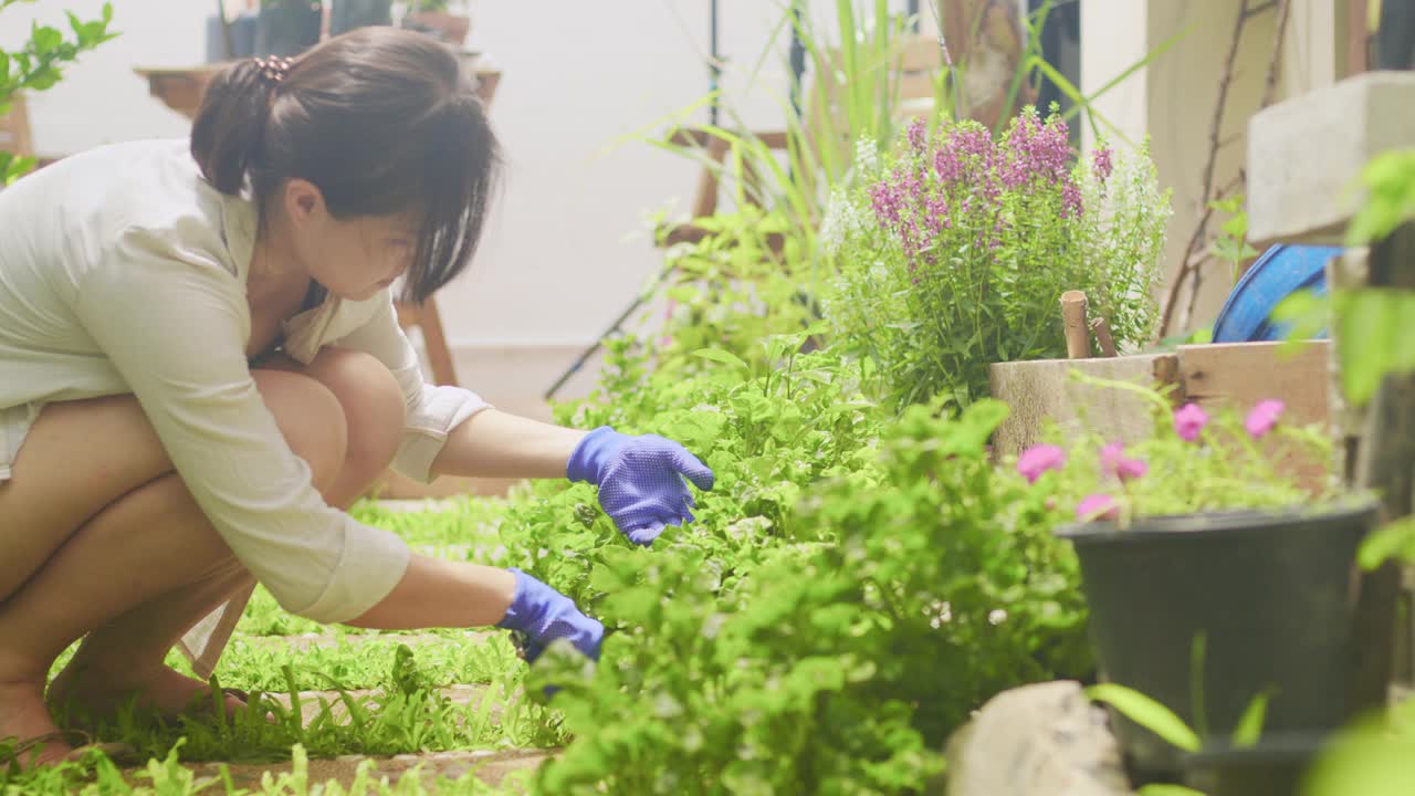 亚洲女人园艺你的植物和花在室外。视频素材