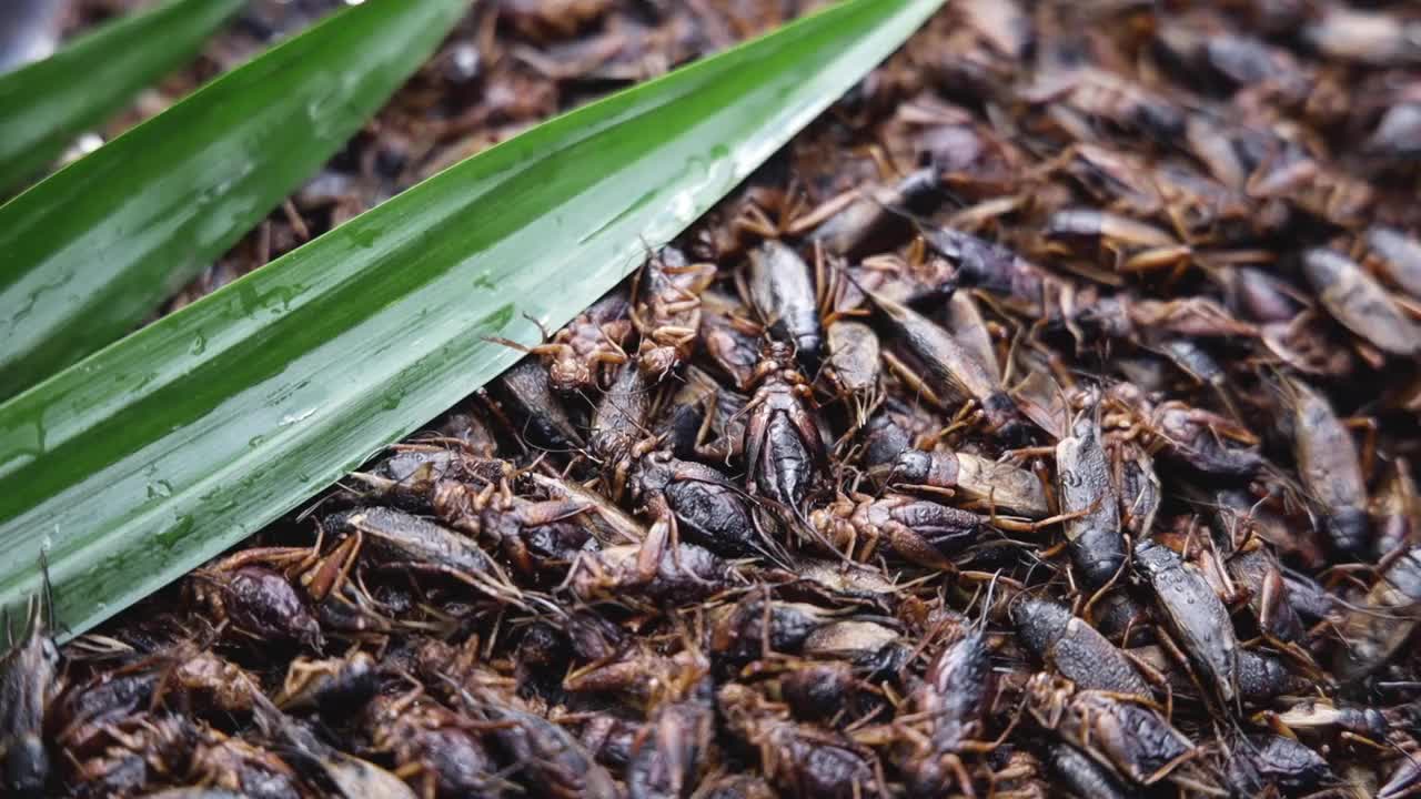 新鲜蟋蟀和叶子在托盘上，生蟋蟀在不锈钢托盘上的特写视频素材