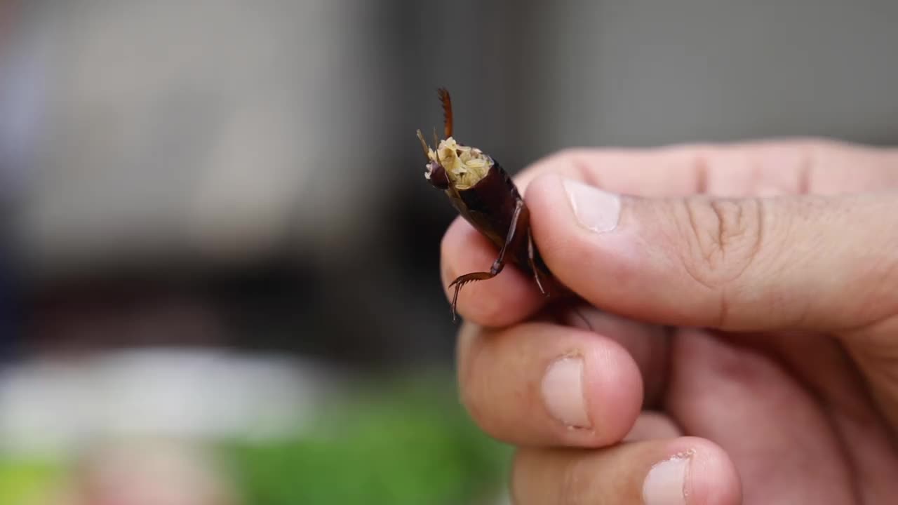 手握炸蟋蟀特写，手握熟蟋蟀视频素材