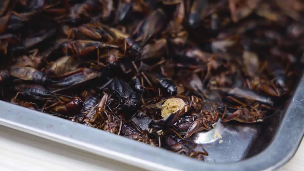 油炸蟋蟀在托盘上的特写，烹饪食用昆虫视频素材