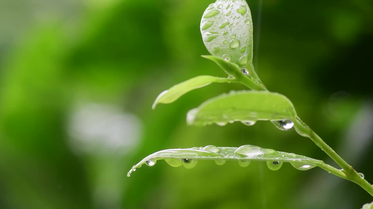 雨季，雨滴落在树叶上视频素材