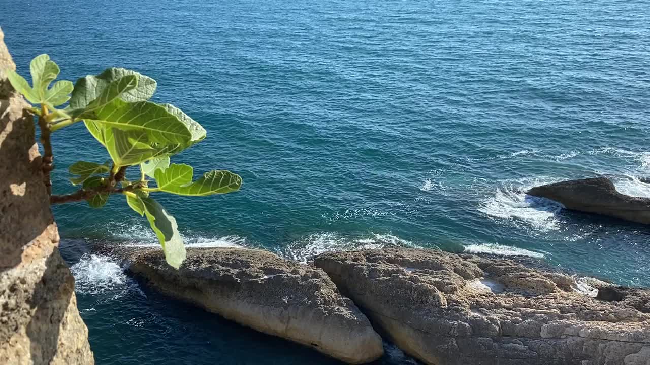 在一个阳光明媚的夏日，海浪拍打着地中海沿岸的悬崖。美丽的蓝色闪亮的海水。岩石上一种热带植物的绿叶在微风中飘动。视频素材