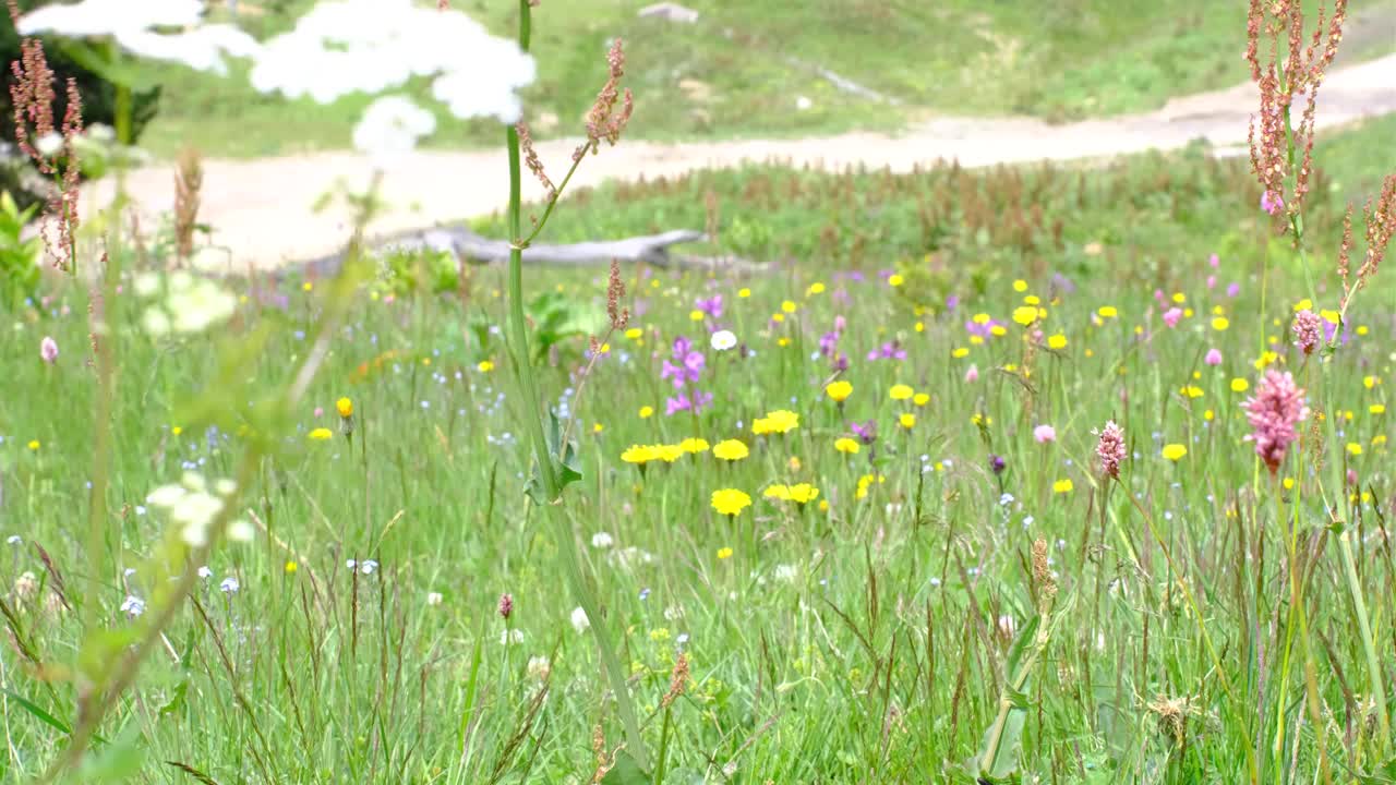 视频与山景和绿色的草在前景。视频素材