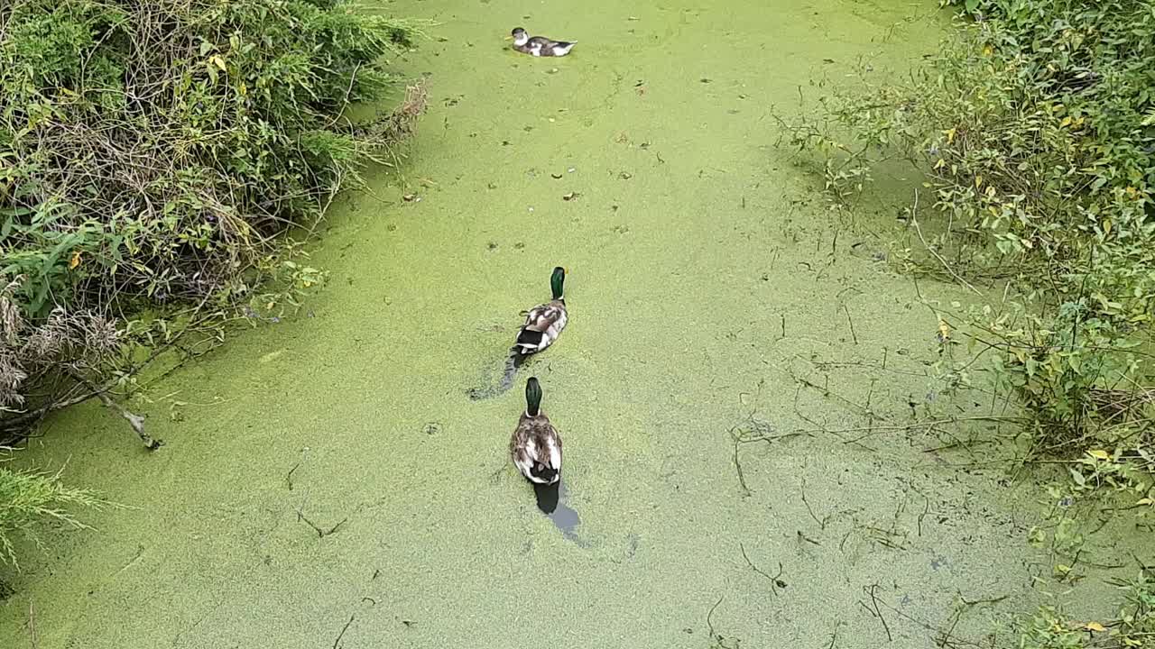 鸭子在浮萍的池塘里游泳视频素材