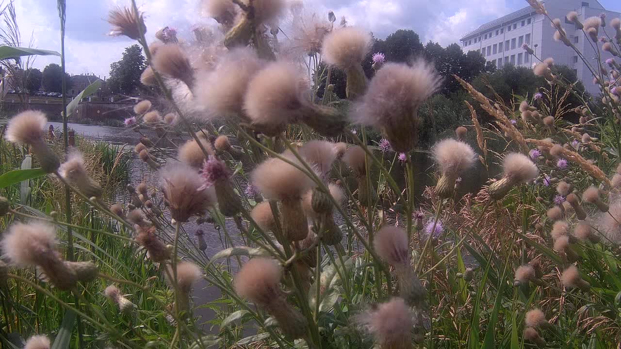 池塘边的芦苇草视频素材