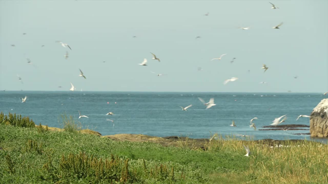 诺森伯兰法恩群岛上的北极燕鸥驱赶海鸥视频素材