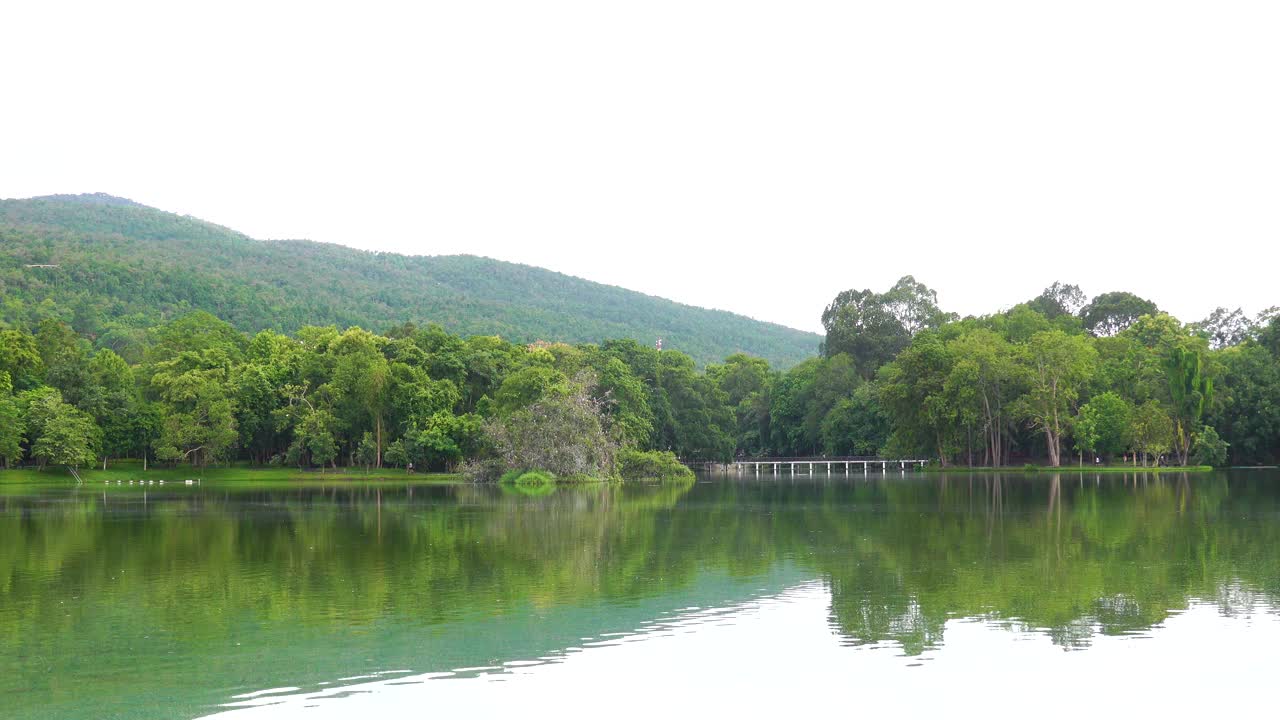 自然公园。树。Grass.lake。视频素材