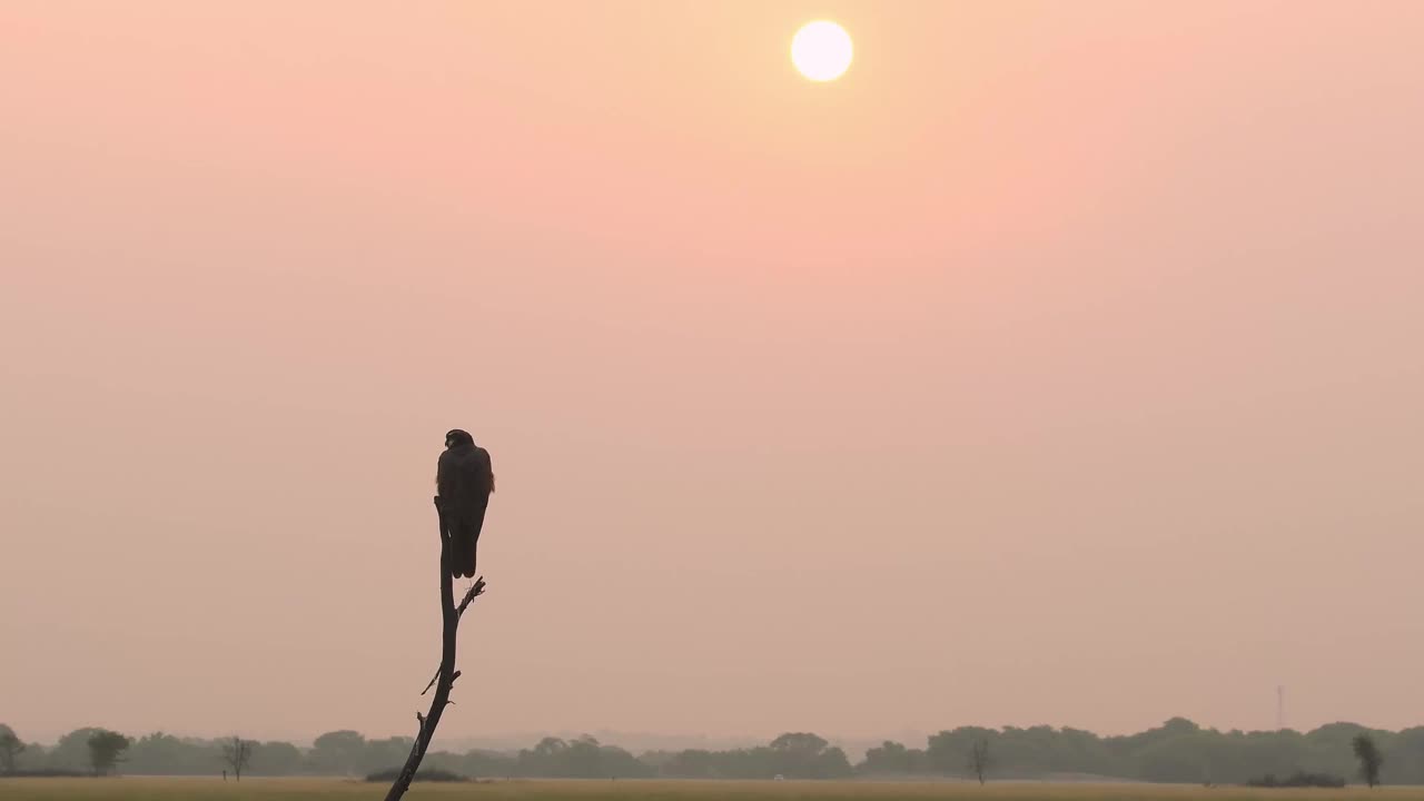 在印度拉贾斯坦邦churu rajasthan的塔尔恰帕尔黑羚保护区，Laggar或lugger隼或Falco jugger栖息在阳光和眼睛接触的冬季早晨的日出视频素材