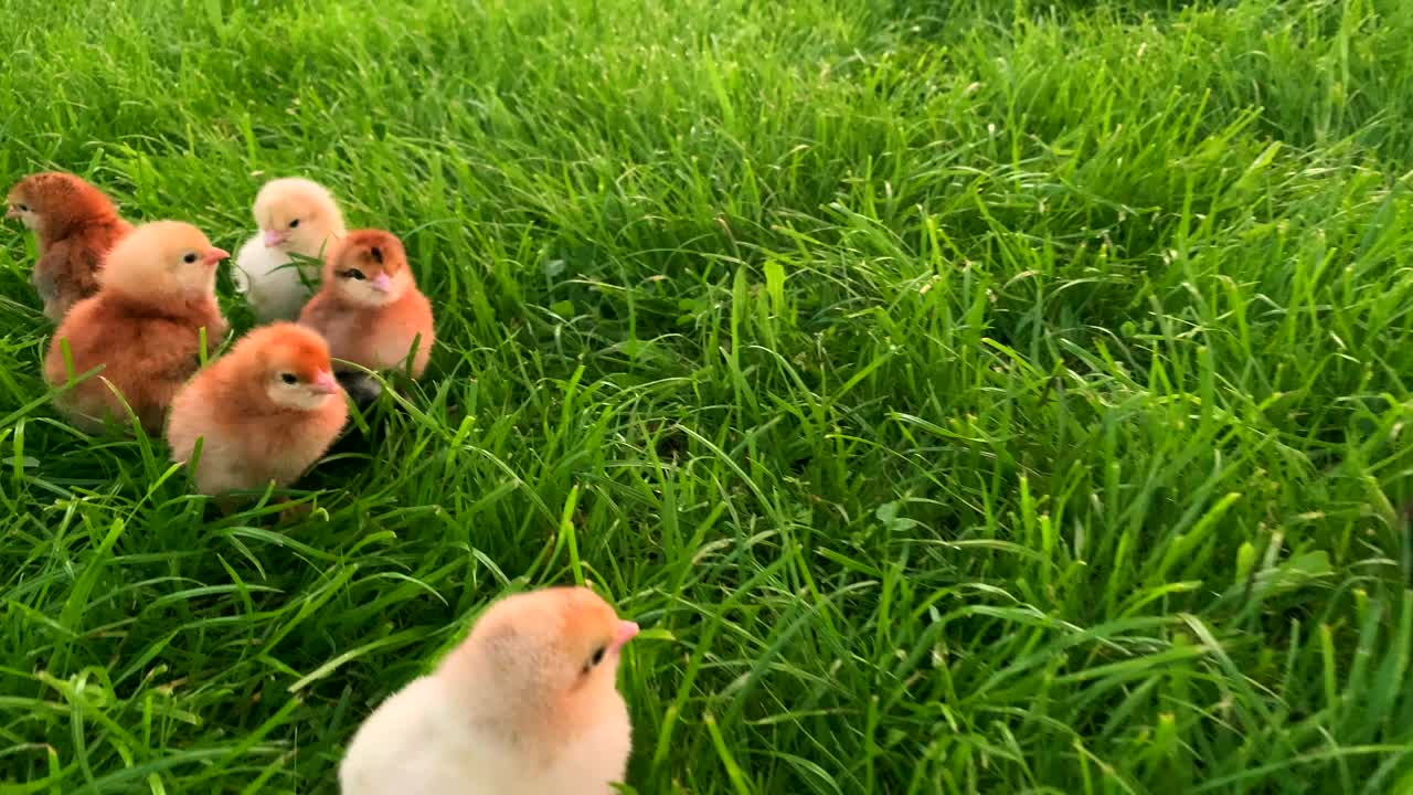 鸡和鸭子在农场的草地上一起走。五颜六色的小鸡是在大自然中行走的朋友。母鸡棕色。翠绿的草地上，闭上新生的黄鸡嘴。复活节的概念视频素材