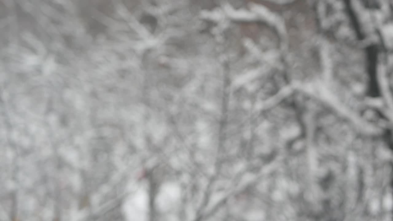 洁白的雪花飘落在冬天，圣诞雪花飘落在冬天。视频素材