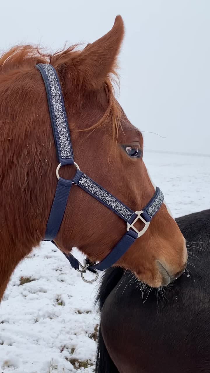 冬天，白雪皑皑的草地上，一匹棕色的马转向镜头视频下载