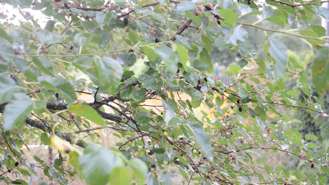 雨水滴落在村庄里的自然植物上视频素材