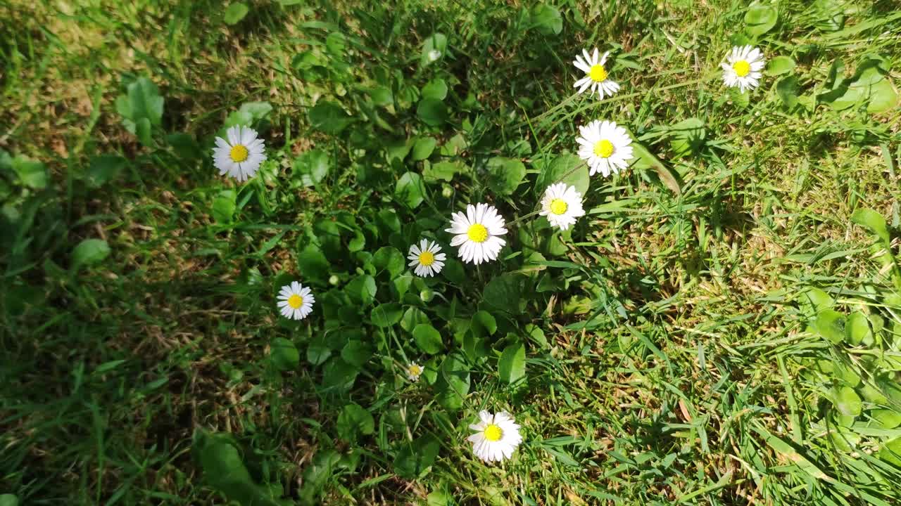 手折断了一朵雏菊花。在草地上摘花。视频素材