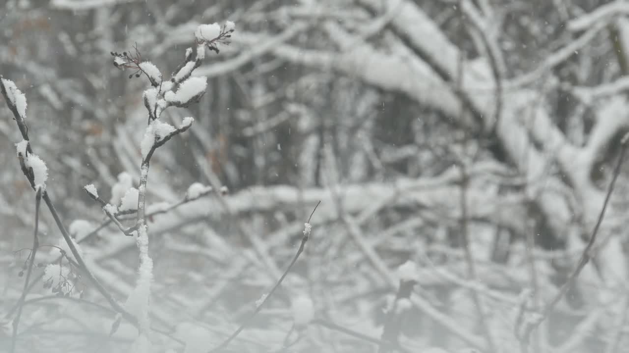 洁白的雪花飘落在冬天，圣诞雪花飘落在冬天。视频素材