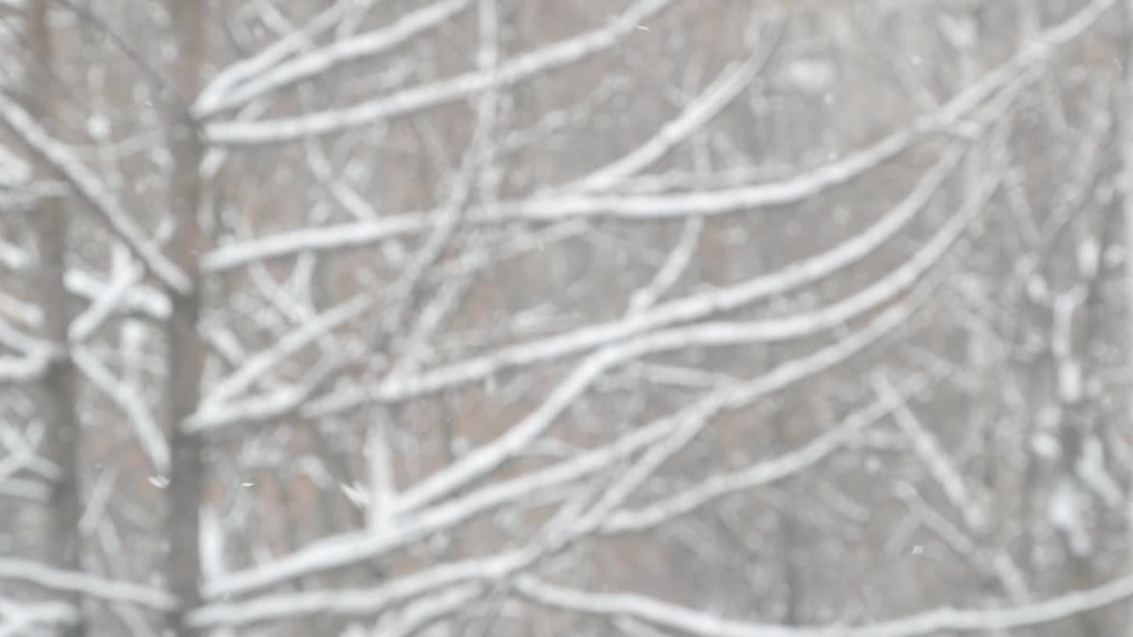 洁白的雪花飘落在冬天，圣诞雪花飘落在冬天。视频素材