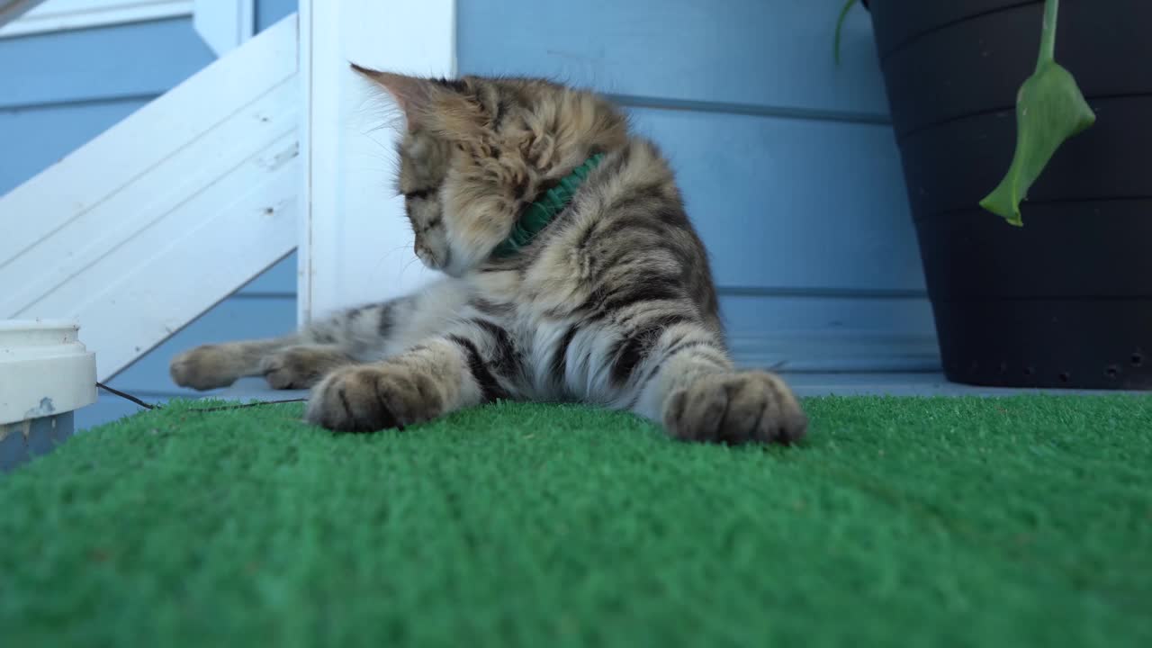 可爱的猫视频素材