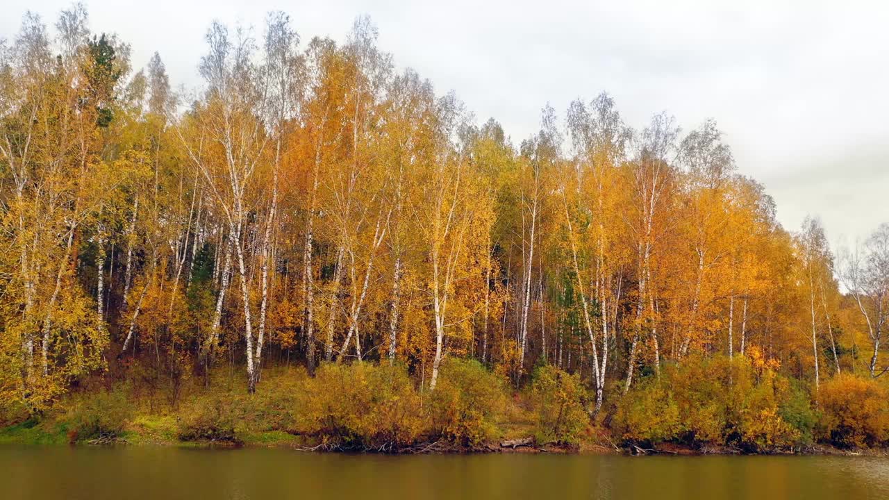 森林湖的岸边秋天的树木树叶呈黄色和红色。视频素材