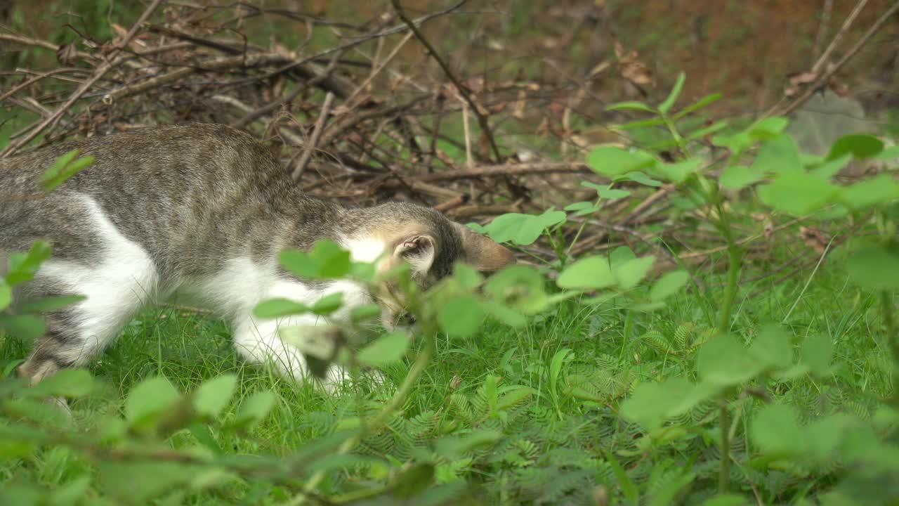 一只猫的肖像在户外漫游视频素材