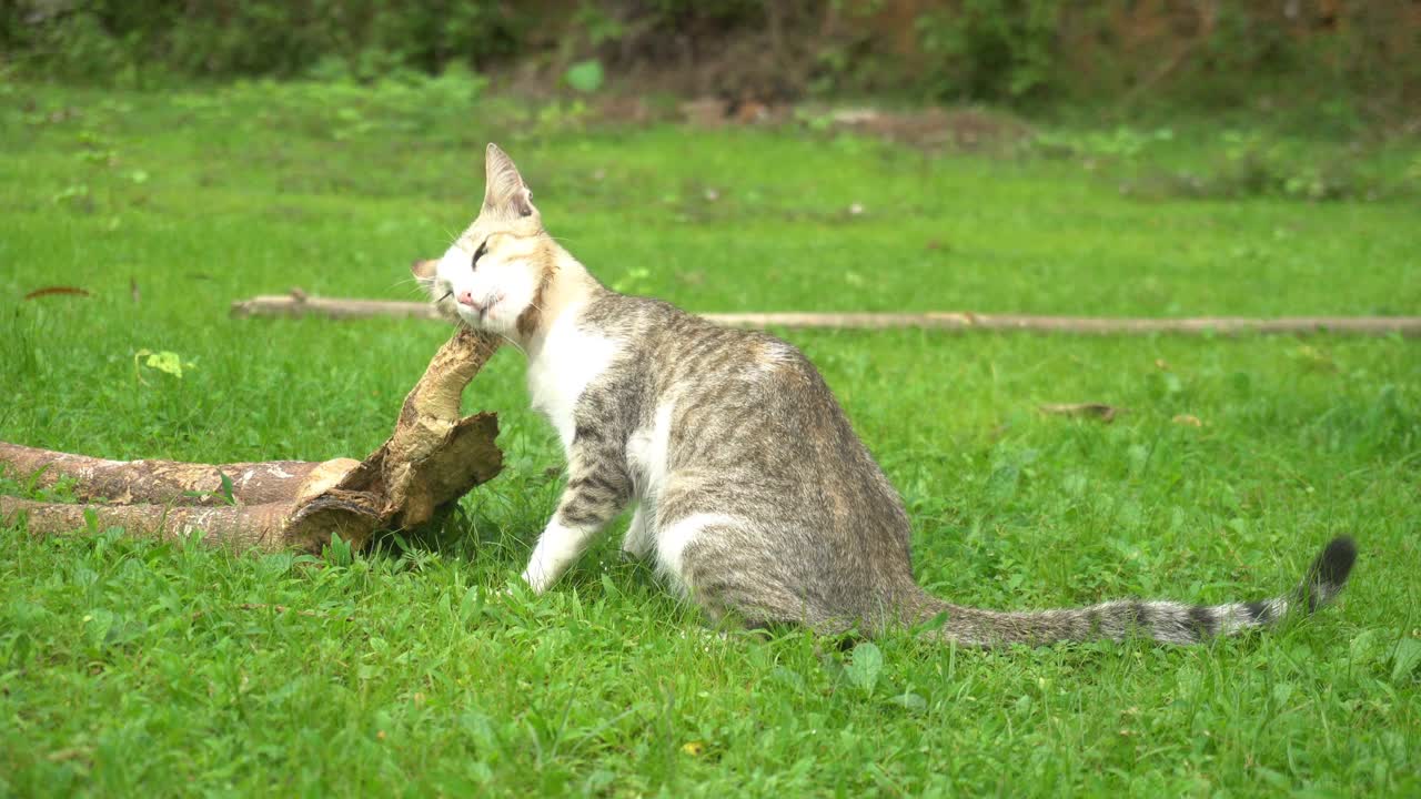 一只猫的肖像在户外漫游视频素材