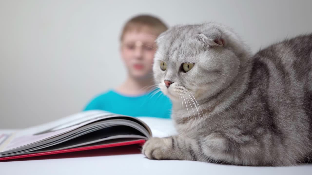 一个小学生看书，猫坐在前景和眨眼的苏格兰折叠男孩视频素材