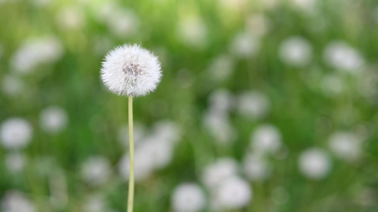 阳光明媚的春日里，草地上长满了新鲜的蒲公英。开花的蒲公英。这是表达春天心情的绝佳背景。有绒毛花蕾的蒲公英植物。视频素材