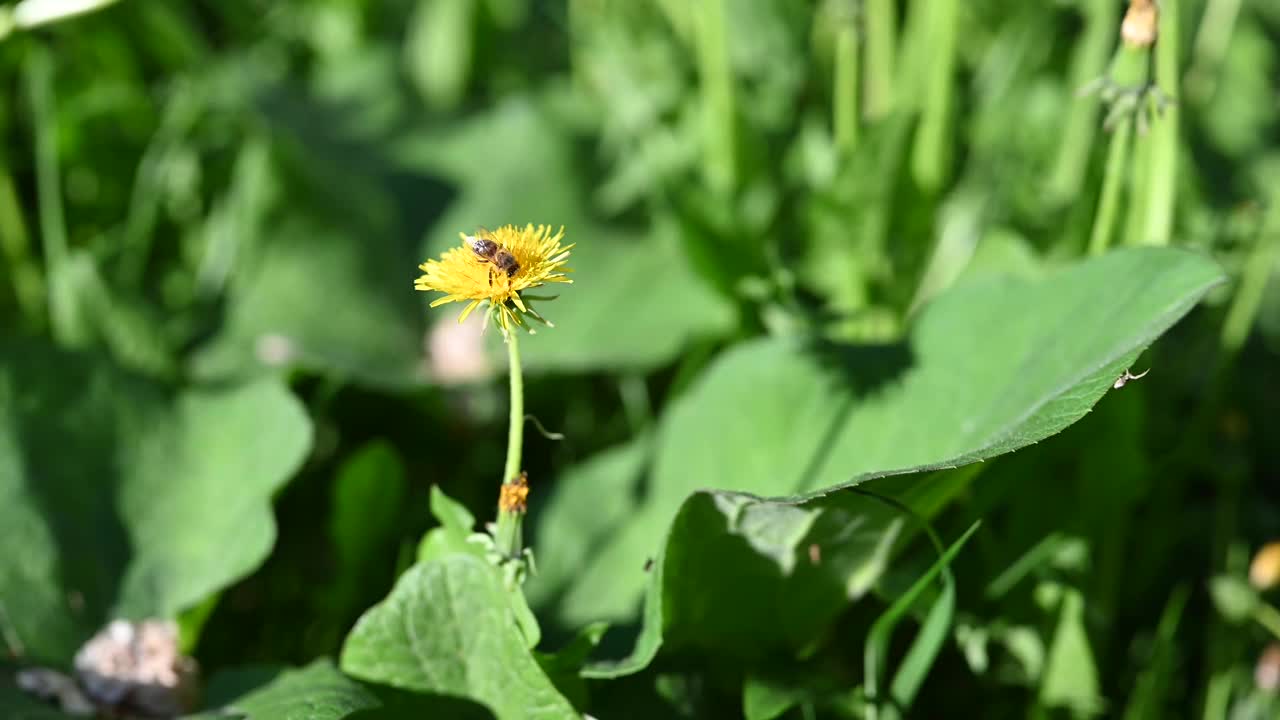 蜜蜂。阳光明媚的春日里，草地上长满了新鲜的蒲公英。开花的蒲公英。这是表达春天心情的绝佳背景。有绒毛花蕾的蒲公英植物。视频素材