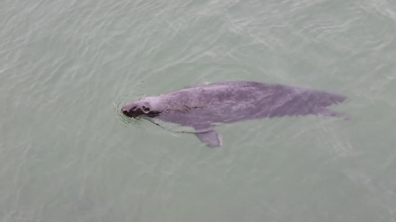 灰色的海豹视频素材