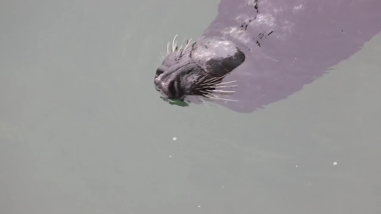 鼻子灰海豹视频素材