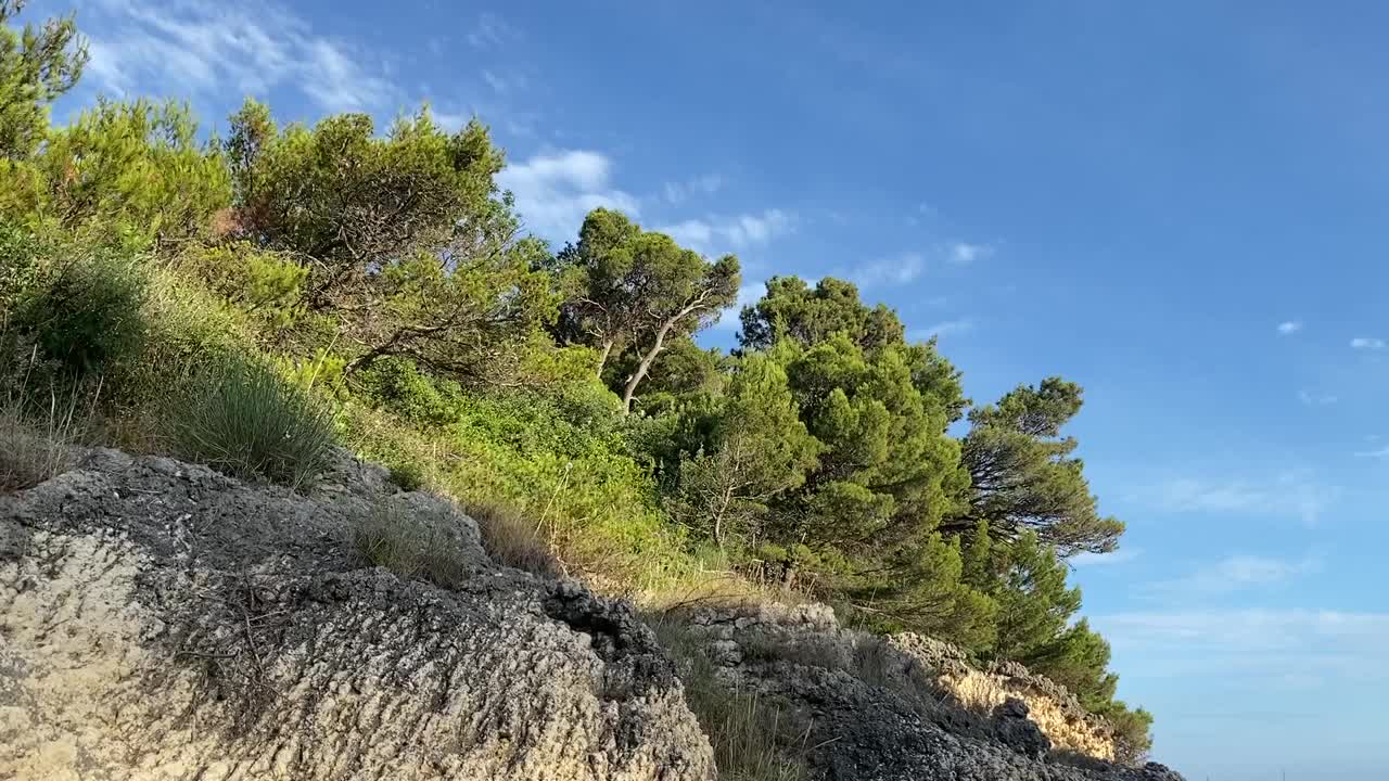 岩石上的针叶林。针叶树常绿茂密的冷杉树，地中海松树映衬着晴朗的蓝天。田园诗般的自然景观。视频素材