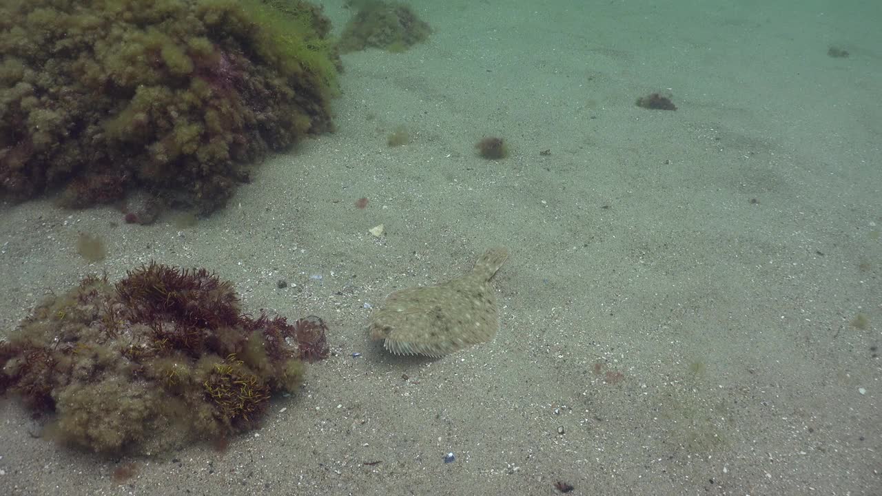 新斯科舍省海洋生物视频素材