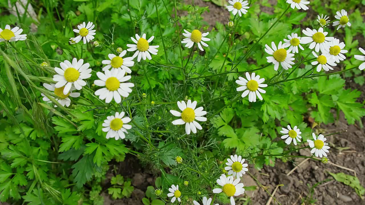 洋甘菊花卉领域。田园诗般的甘菊花坛。关闭了。视频素材