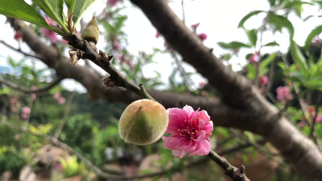 近距离拍摄的小，未成熟的桃子生长在桃树和粉红色的花盛开等待收获很快视频下载