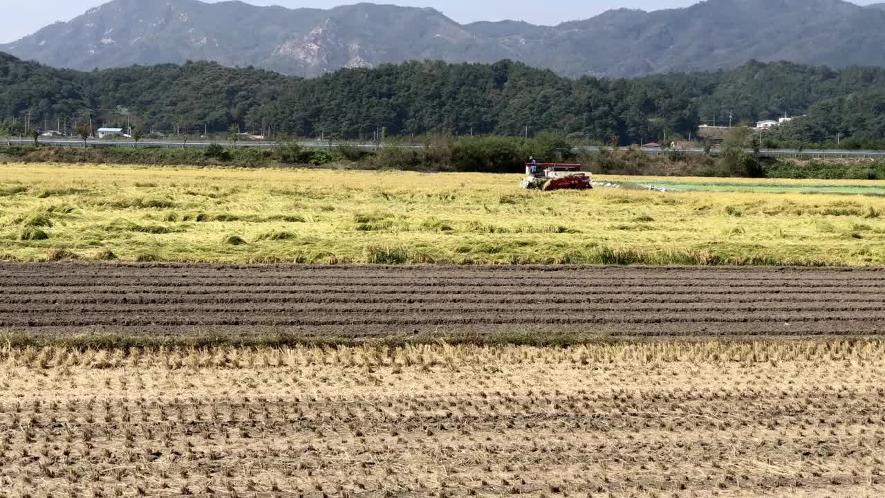 用拖拉机在田里收割水稻的农民。在收获季节在农村联合收割机视频下载