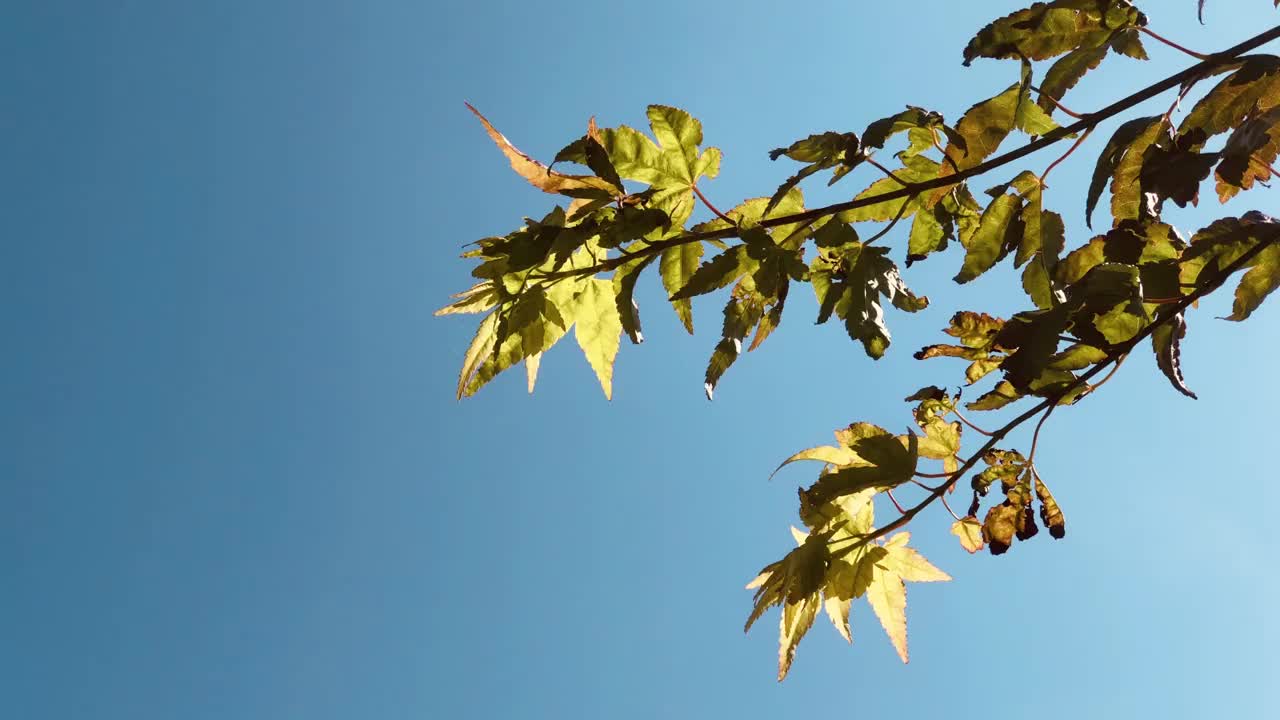 枫叶的枝桠在湛蓝的天空中飘动视频下载