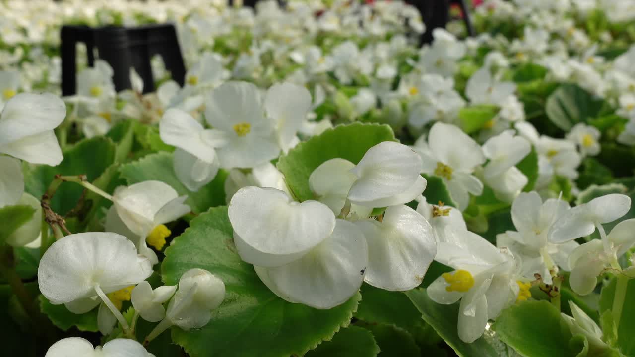 室内植物商店,花店视频素材