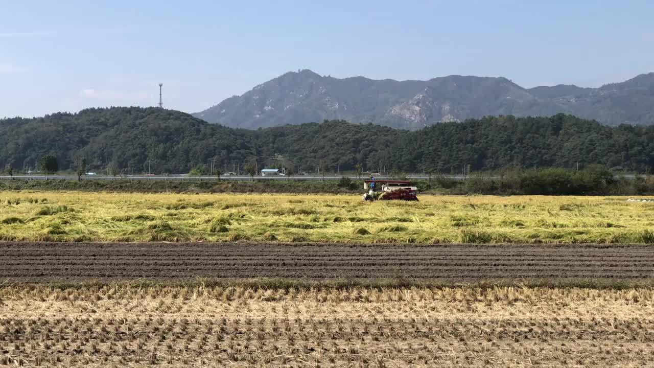 用拖拉机在田里收割水稻的农民。在收获季节在农村联合收割机视频下载