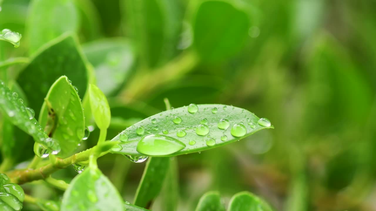 雨季，雨滴落在树叶上视频素材