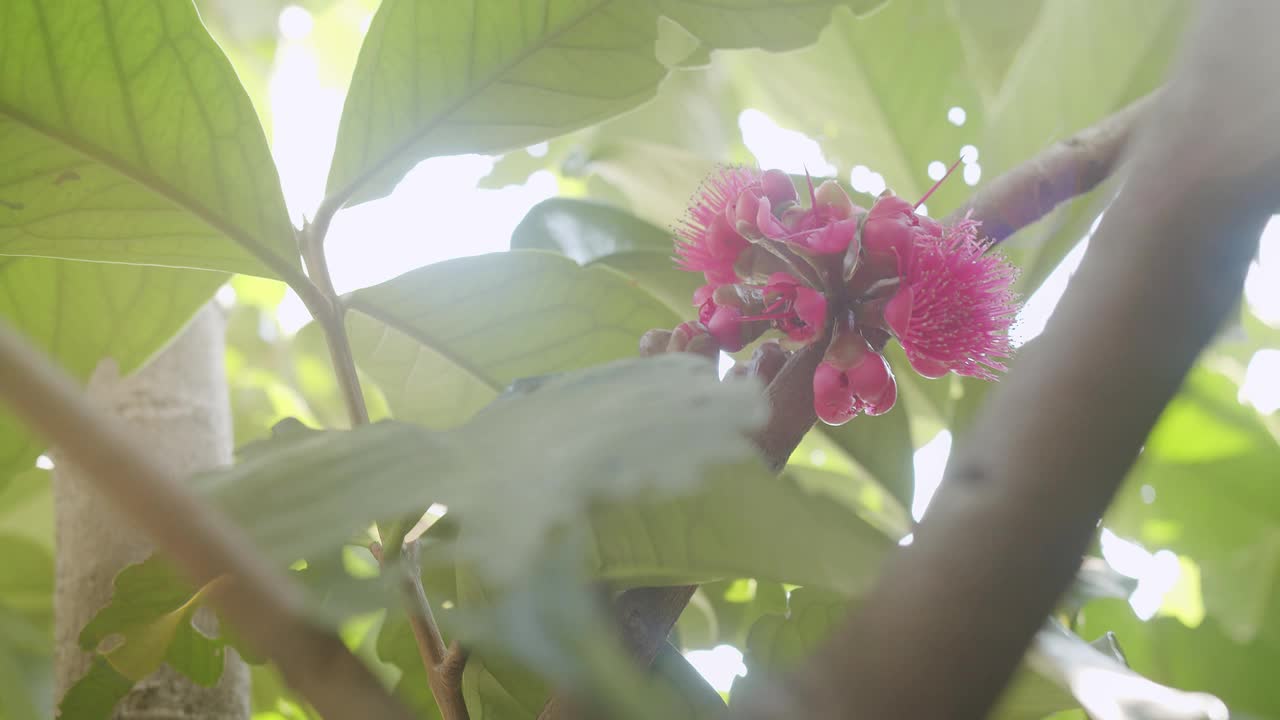 美丽的粉红色花朵在自然花园的树上盛开，阳光透过新鲜的绿叶照耀视频素材