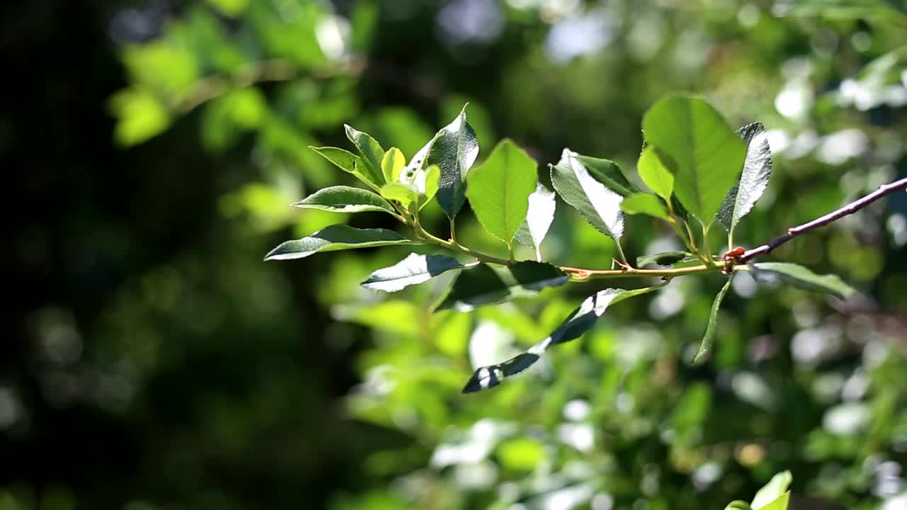 绿色的樱桃树叶在风中摆动视频下载