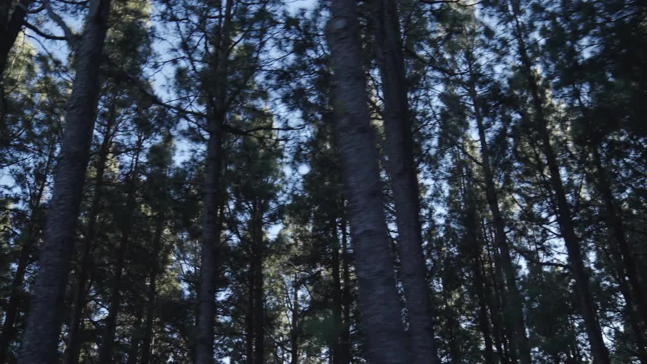 森林里蜿蜒的道路。无人机视角的汽车旅行视频素材