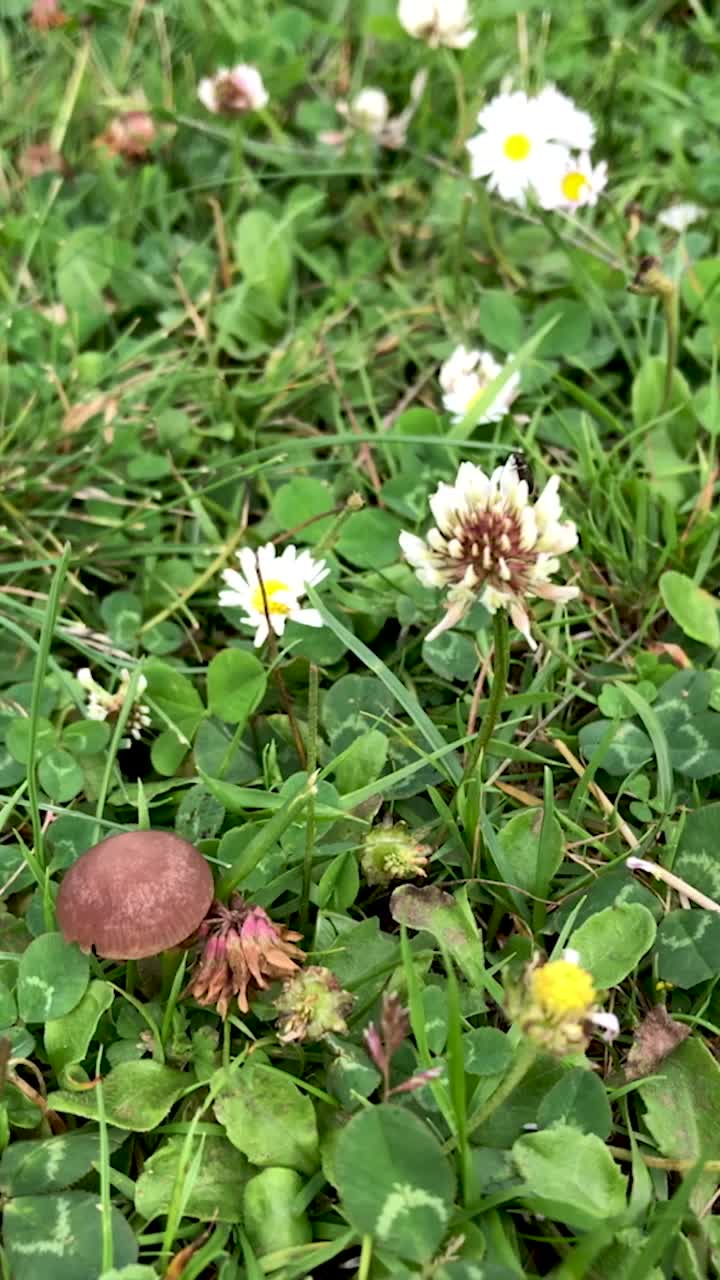 小蘑菇和风中的花视频下载