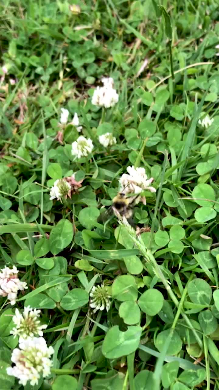 蜜蜂收获蜂蜜视频素材