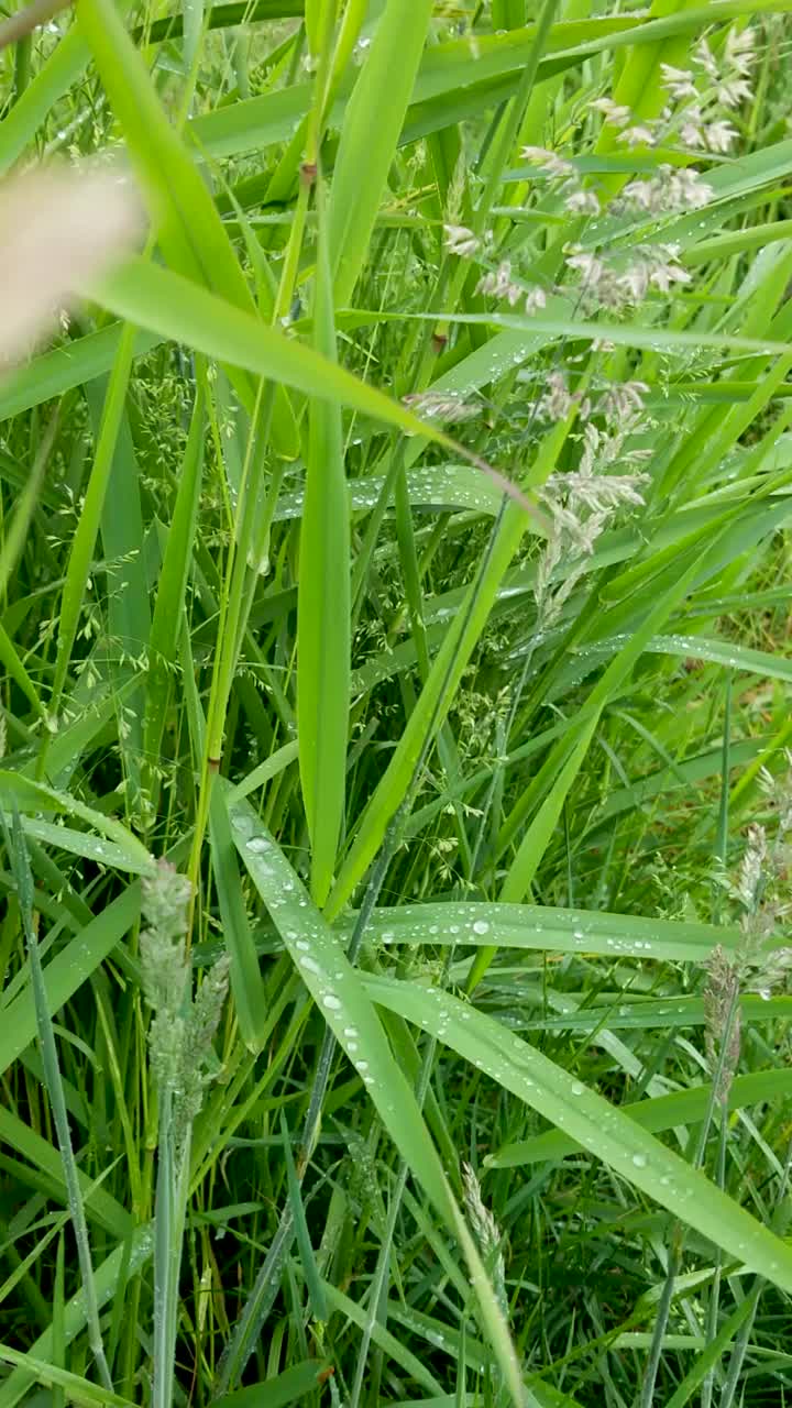 草上有大雨滴在风中摇曳视频下载