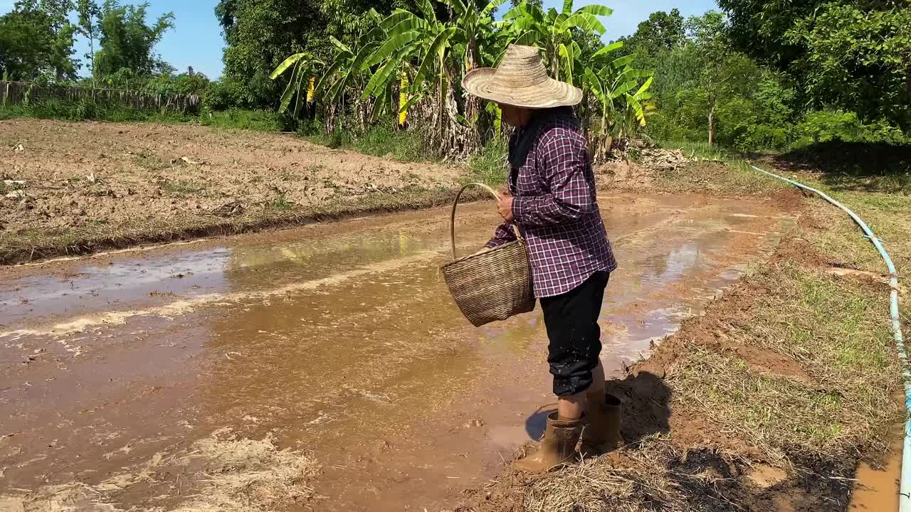 农民播种水稻种子视频素材