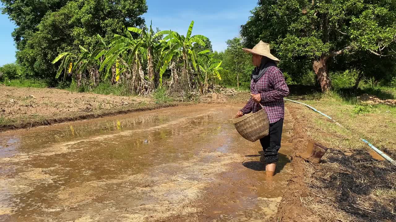 农民播种水稻种子视频素材